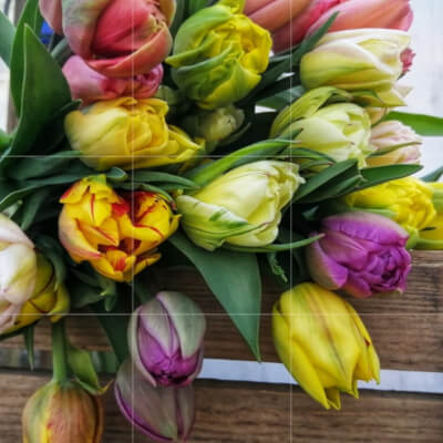 Wexford Grown Speciality Tulips