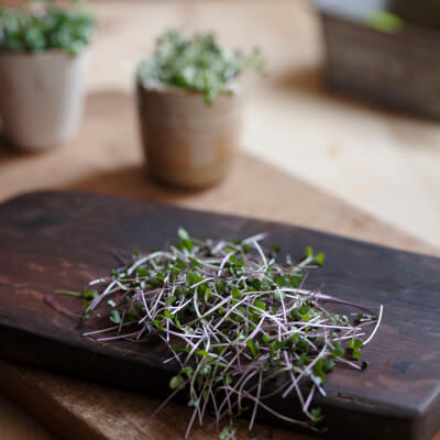Red Cabbage "Microgreens"