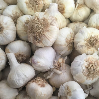 Garlic (Spain)