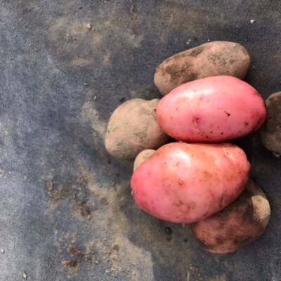 Red Potatoes 