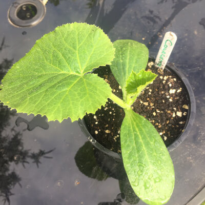 Plant - Cucumber