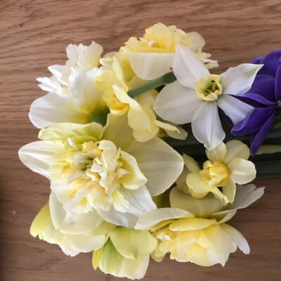 Flowers   -   Mixed Double Daffodils