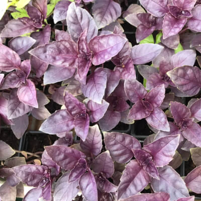 Plants - Purple Basil