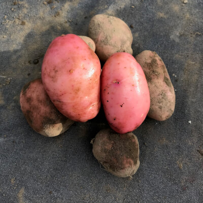 Sunset Potatoes