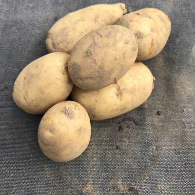 Charlotte Potatoes