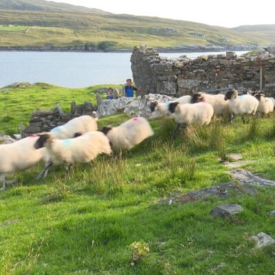 Half A Connemara Lamb