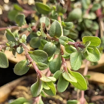 Thyme - Broad Leaved Creeping 
