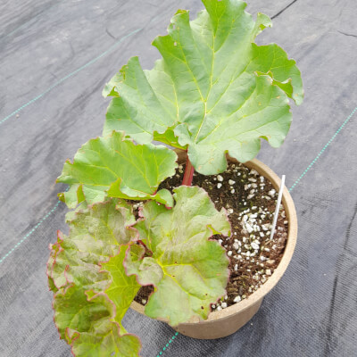 Rhubarb Plant