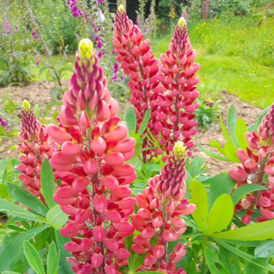 Lupin 'The Pages' 2 Litre Pot