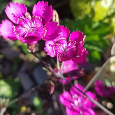 Dianthus 'Pink Gem'