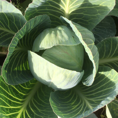 Primo Cabbage