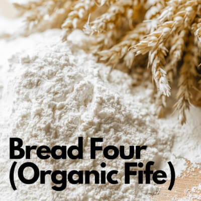 Organic Bread Flour (Fife)