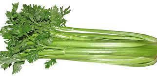 Organic Celery (Spain)