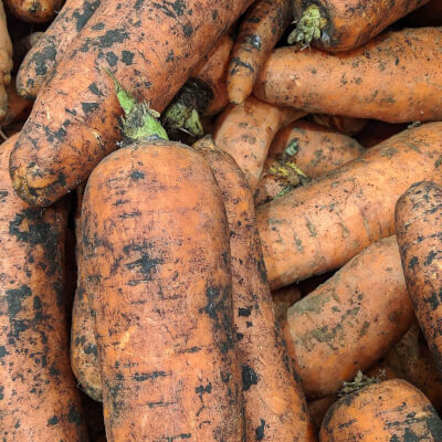 Carrots (Grown In Cardross)