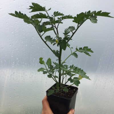 Tomato Plants - Cherry X 4