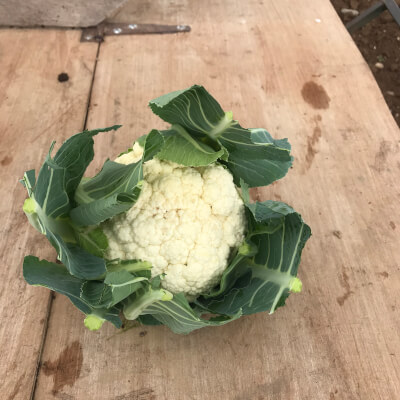 New Season Cauliflower 