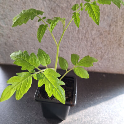 Tomato Plant - Alicante