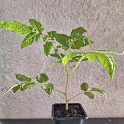 Cherry Tomato Plant - Brown Berry