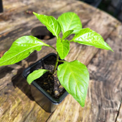 Chilli Plant - Hungarian Hot Wax