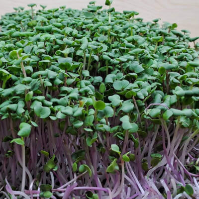 Organic Radish Microgreens