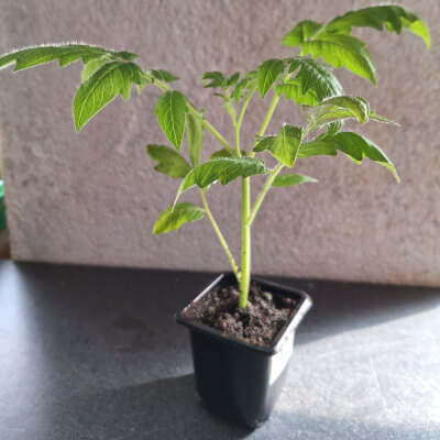 Tomato Plant - Black Crimea