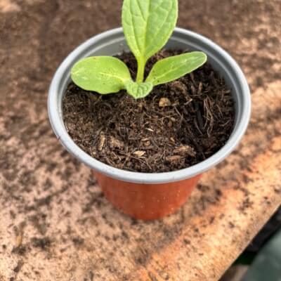 Borage Plant Small Pot