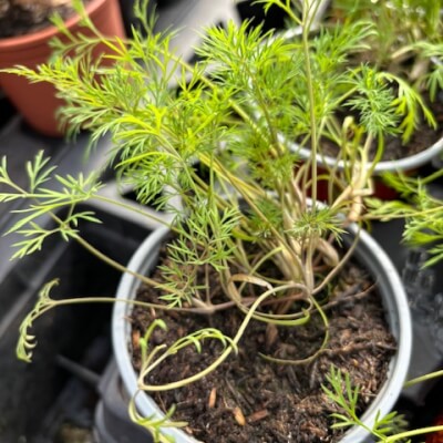 Small Pot Of Dill