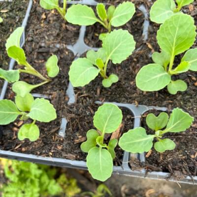 Pointed Cabbage Plants 6Pack