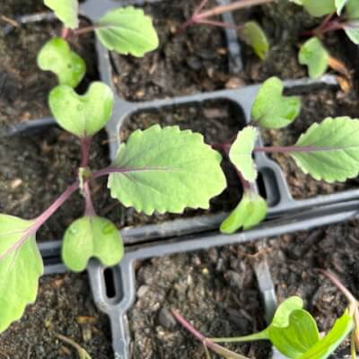 Red Cabbage Plants 6 Pack