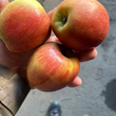 Braeburn Apple 