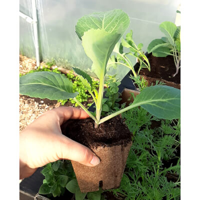 Organic  Calabrese  Broccoli- Potted Plant