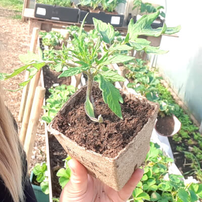 Organic Tomatoes Bocati - Potted Plant