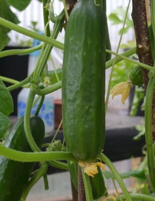 Organic Cucumber Picolino- Potted Plant 