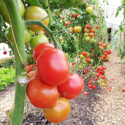 Organic Tomatoes