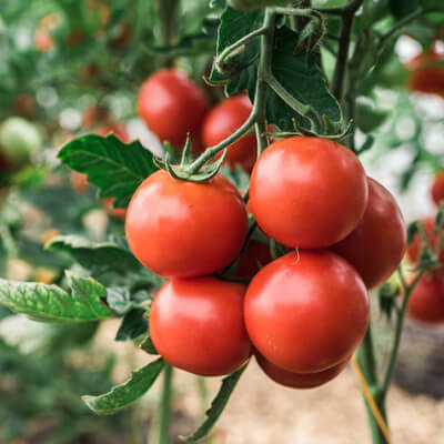Organic Tomatoes Bulk 5Kg