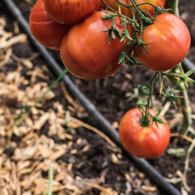 Organic Beef Tomatoes 1Kg