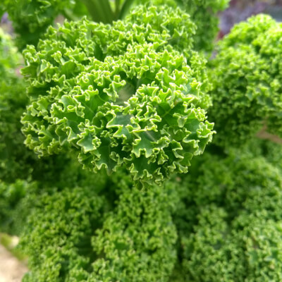 Organic Curly Kale 