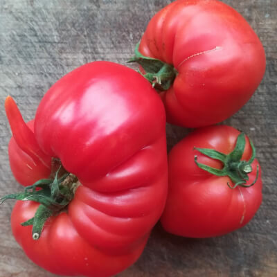 Organic Beef Tomatoes