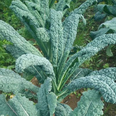      Organic  "Black Kale"-Nero Di Toscana 