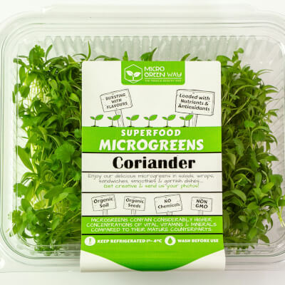Coriander Microgreens