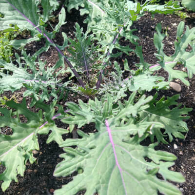 Kale, Red Russian