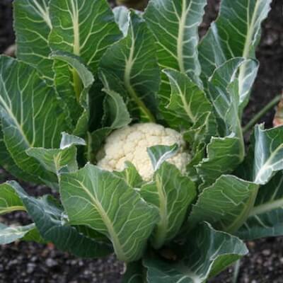 Cauliflower - Irish Grown