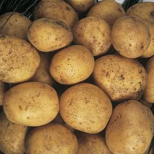 Maris Piper Potatoes - Irish Grown