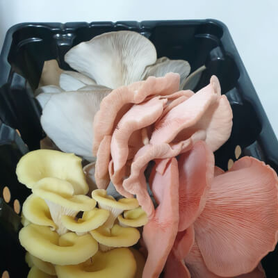 Oyster Mushrooms - Mixed Variety - 200G