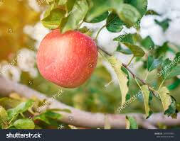 Organic Apple 1 Kg 