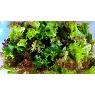 Large Organic Mixed Leaf Salad * Summer Special Offer*