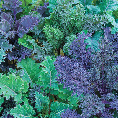 Garden Blend Kale 