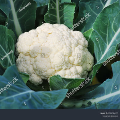 Organic Cauliflower 