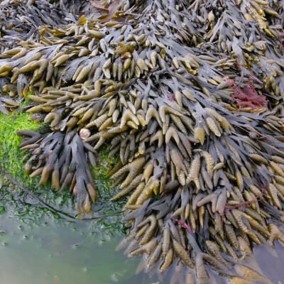 Dried Bladder Wrack Seaweed
