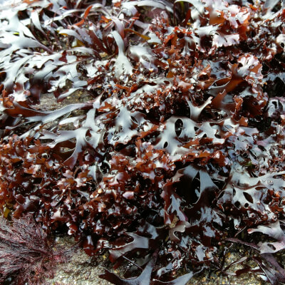 Dried Carrageen Seaweed